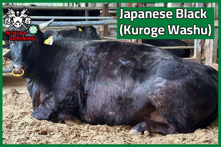 Japanese Wagyu Beef